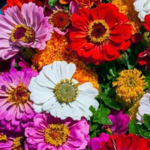 PLANTAS SILVESTRES Y PLANTAS CULTIVADAS