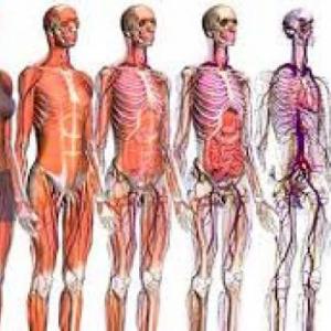 Imagen de portada del videojuego educativo: Sistemas del cuerpo humano, de la temática Salud