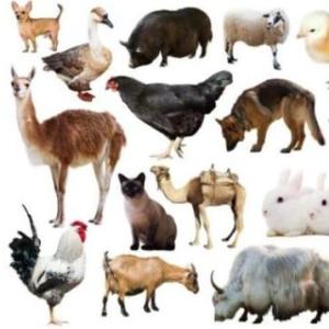 Portada del juego Aprendo con Vocales, Animales y Triangulos – Lengua