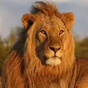 Descubre los animales de la jungla