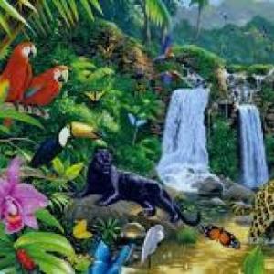 Imagen de portada del videojuego educativo: Sabana africana y Selva amazónica, de la temática Medio ambiente