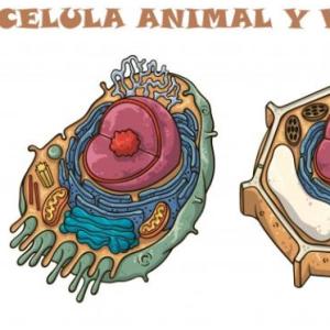 Diferencias entre la célula animal y la célula vegetal