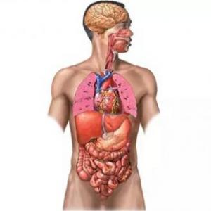 El Cuerpo Humano