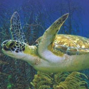 sea turtles feel the Heat 