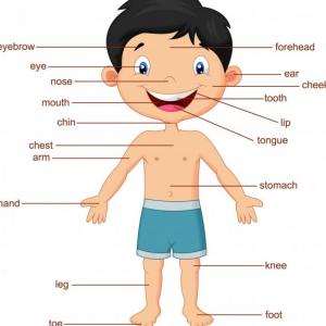human body