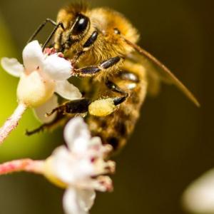 Imagen de portada del videojuego educativo: Percepciones de las abejas, de la temática Biología