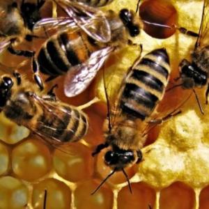 Imagen de portada del videojuego educativo: Percepciones sobre las abejas, de la temática Biología