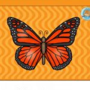 Ciclo de vida de una mariposa