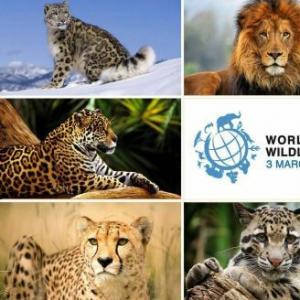 animales 