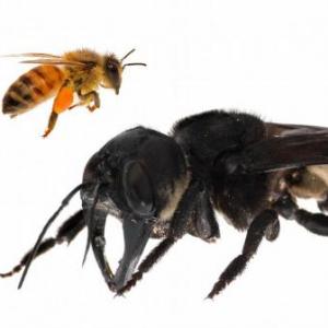 Abejas y Abejorros