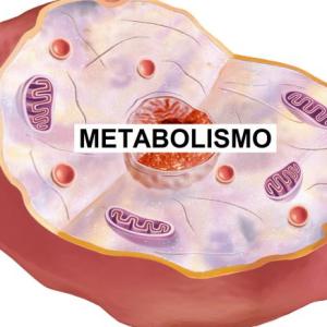 Metabolismo