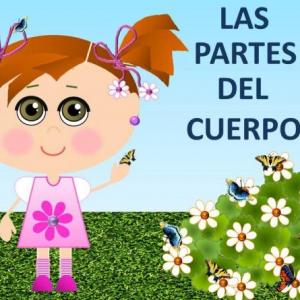 PARTES DEL CUERPO HUMANO