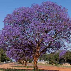 Jacarandá 2