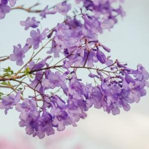 Jacarandá 3