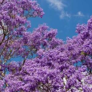 Jacarandá 4