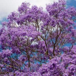 Jacarandá 1