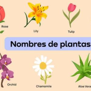 Portada del juego Plantas – Ciencias