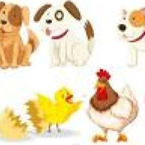 Portada del juego Animalitos Domesticos – Ciencias