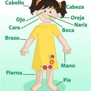 Partes del Cuerpo