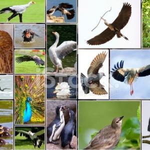 flying animals multiple choice