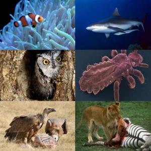 Relaciones entre las especies 