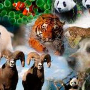 Imagen de portada del videojuego educativo: Identifiqueños especies, de la temática Biología