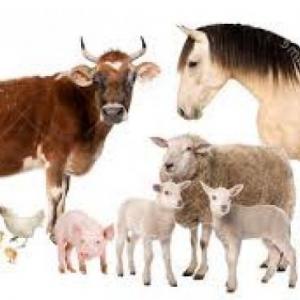 MEMOTEST ANIMALES DE CAMPO