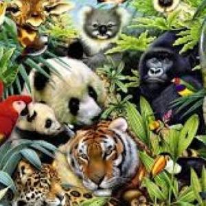MEMOTEST DE ANIMALES DE LA SELVA