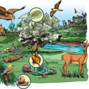 ECOSISTEMA