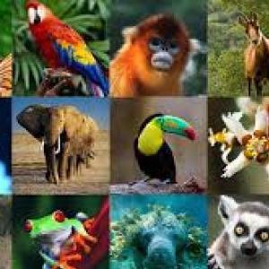 nombres de animales