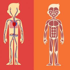 Sistemas de Cuerpo Humano