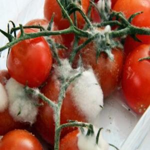 Microorganismos en los alimentos