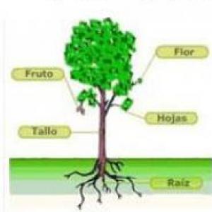 Las Plantas y sus partes