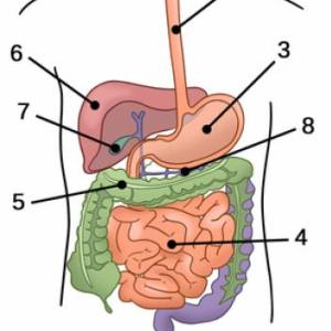 Portada del juego Sistema digestivo y nutrición – Biología