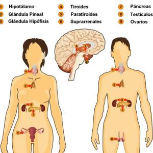 sistema endocrino