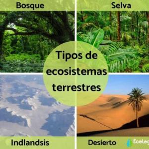Imagen de portada del videojuego educativo: Ecosistemas , de la temática Ciencias