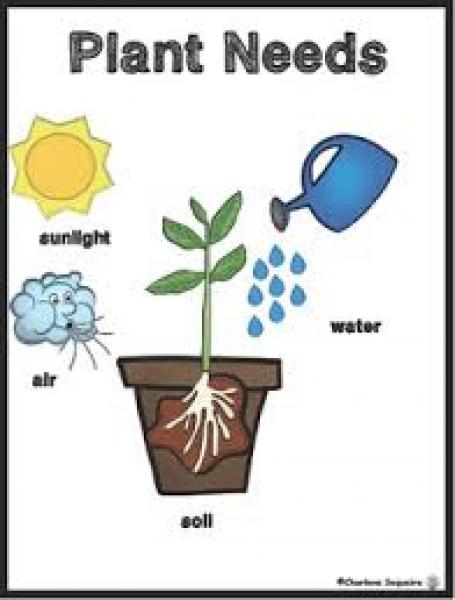 Imagen de portada del videojuego educativo: Plant needs, de la temática Ciencias