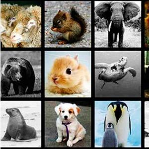 memotes animal
