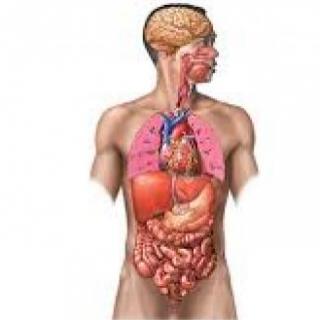 Imagen de portada del videojuego educativo: el cuerpo humano, de la temática Biología