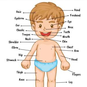 Parts of the body