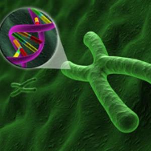 Imagen de portada del videojuego educativo: Mitosis vs Meiosis, de la temática Ciencias