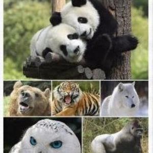 Animales en peligro de extinción