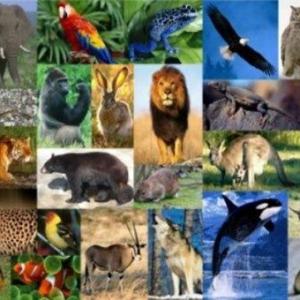 Animales