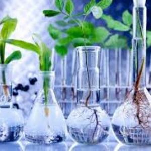 BIOTECNOLOGIA E IMPACTOS AMBIENTALES