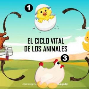 CICLO VITAL DE LOS SERES VIVOS