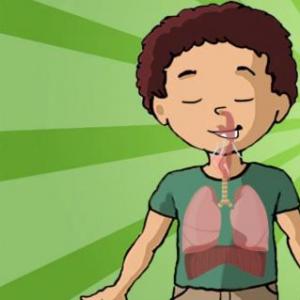 Aparato respiratorio