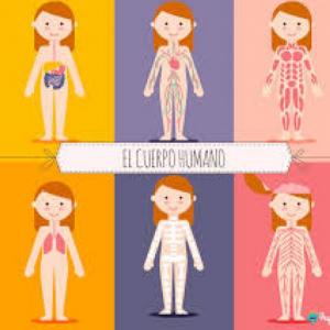Adivinanzas del cuerpo humano