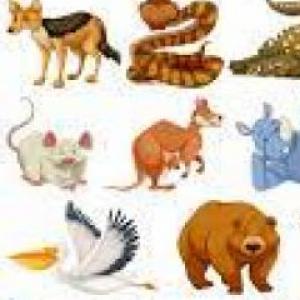 ANIMALES