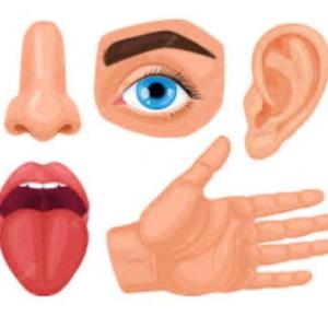 Los 5 sentidos divertidos
