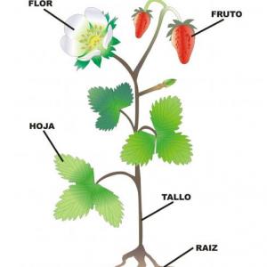 Partes de una planta